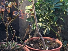 Zonotrichia capensis chilensis