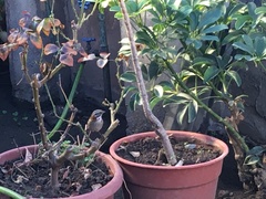 Zonotrichia capensis chilensis