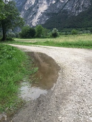 Hyla intermedia perrini