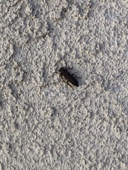 Orthostethus infuscatus