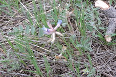 Astragalus shortianus