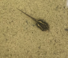 Hyla intermedia perrini