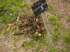 Leucanthemum pallens