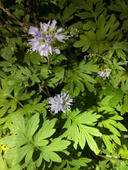 Hydrophyllum capitatum