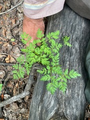 Ligusticum porteri