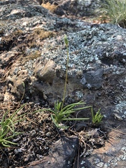 Phemeranthus rugospermus