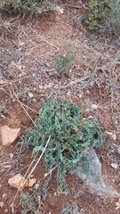 Takhtajaniantha crispa