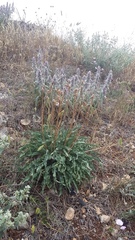 Takhtajaniantha crispa