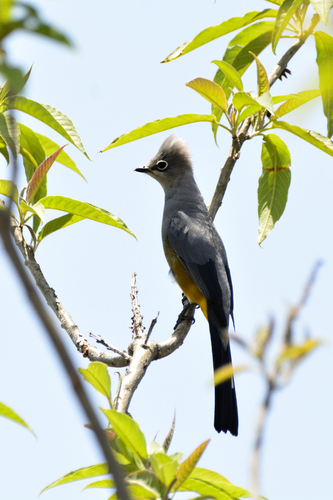 Gray Silky-flycatcher