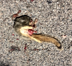Sciurus niger