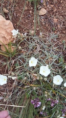 Convolvulus holosericeus