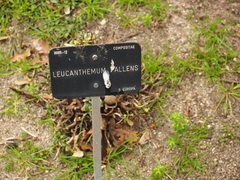 Leucanthemum pallens