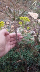 Lactuca tuberosa