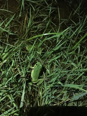 Hyla intermedia perrini