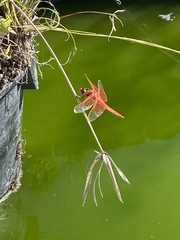 Libellula saturata