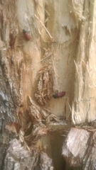 Bostrichus capucinus