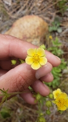 Drymocallis hansenii