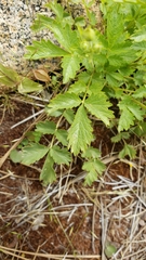 Drymocallis hansenii