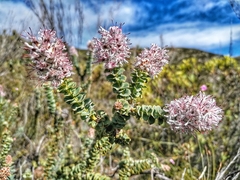 Paranomus spathulatus