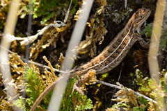 Sceloporus dixoni