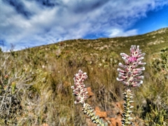 Paranomus spathulatus