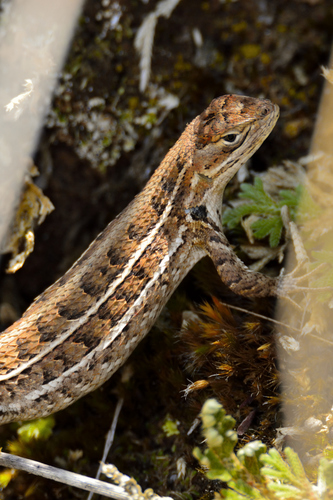 San Gabriel Bunchgrass Lizard
