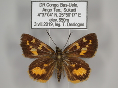 Pardaleodes edipus