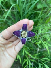 Clematis hirsutissima