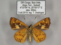 Pardaleodes edipus