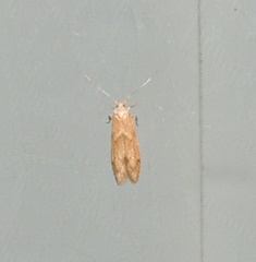 Blastobasis lacticolella