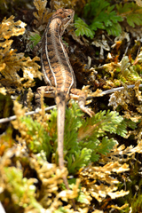 Sceloporus dixoni