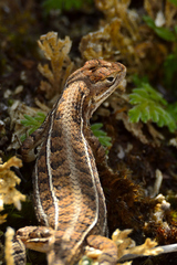 Sceloporus dixoni