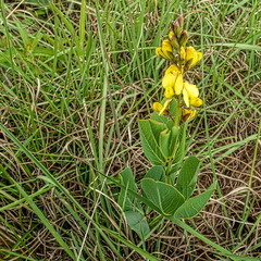 Argyrolobium robustum