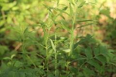 Euthamia graminifolia nuttallii