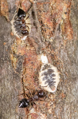 Eriococcus spurius