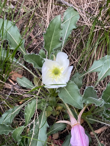 Oenothera cespitosa ssp. macroglottis