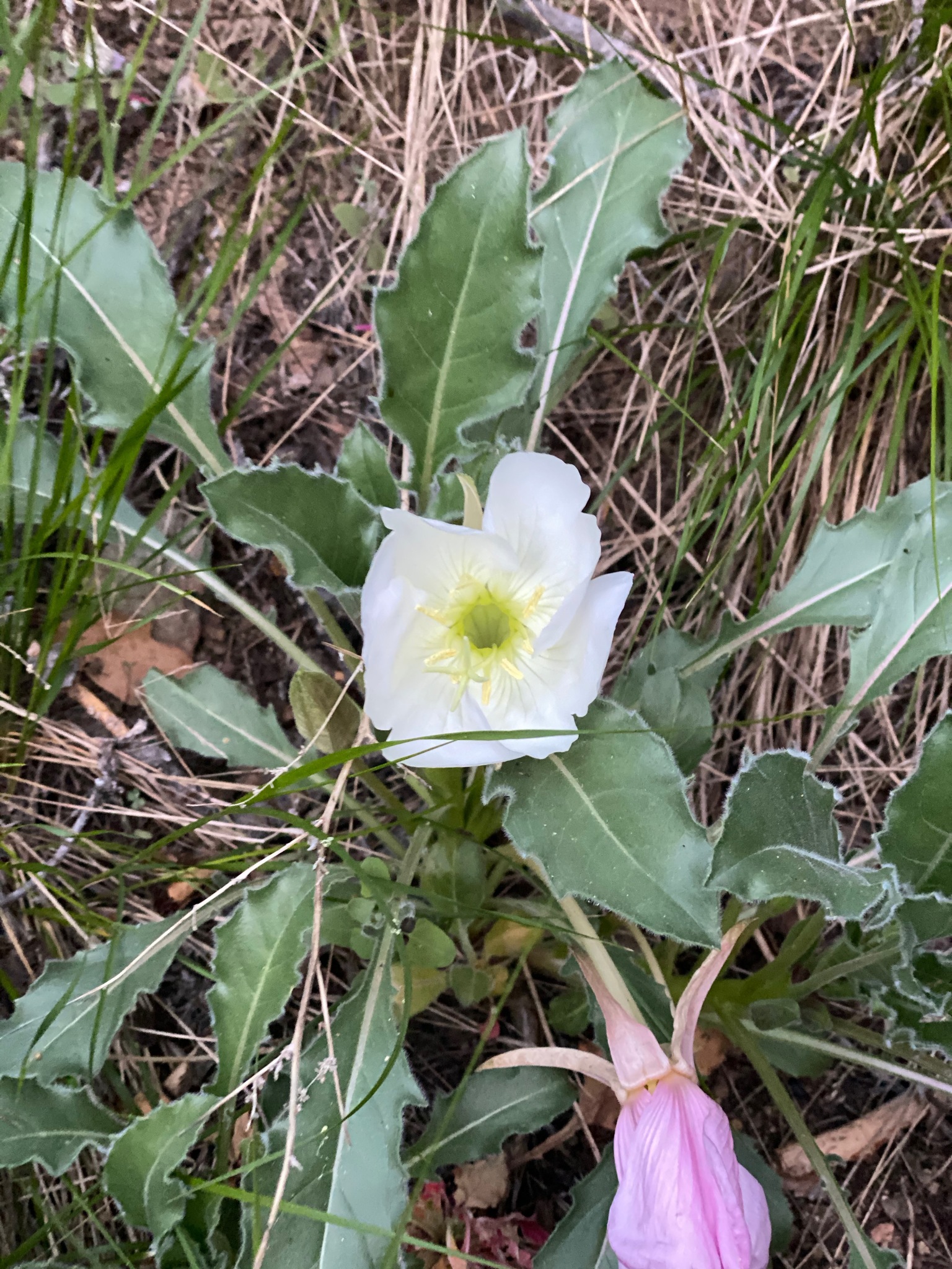 Oenothera cespitosa ssp. macroglottis