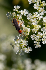 Cantharis lateralis
