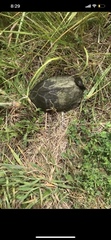 Sternotherus