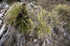 Agave striata
