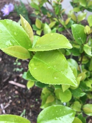 Camellia sinensis