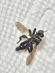 Laphria posticata