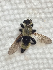 Laphria posticata