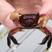 Purple Marsh Crab - Photo (c) Mike Gigliotti, some rights reserved (CC BY-NC), uploaded by Mike Gigliotti