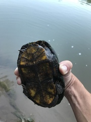 Kinosternon sonoriense