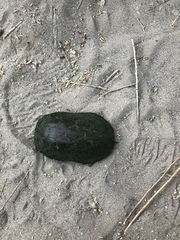 Kinosternon sonoriense