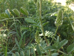 Glycyrrhiza lepidota