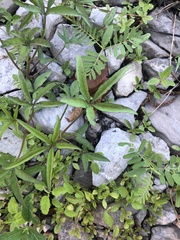 Ipomoea heptaphylla