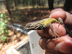 Sceloporus subniger