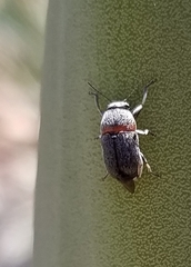 Pachybrachis thoracicus